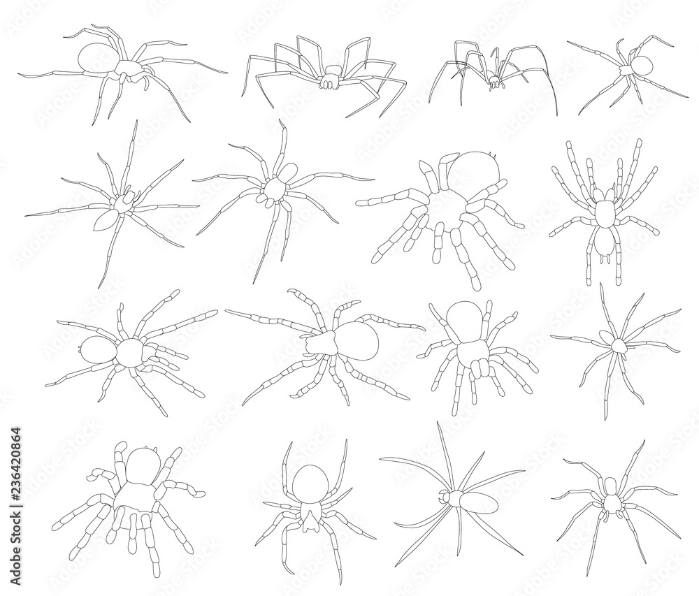 sketch, contour spider, insect, set sketch, contour spider, insect, set