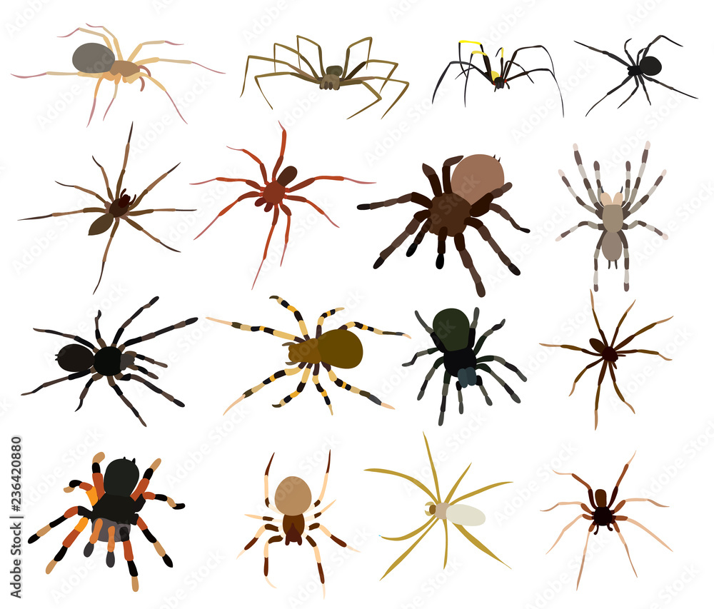 spider set, collection spider set, collection