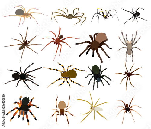 Fotografie, Obraz spider set, collection