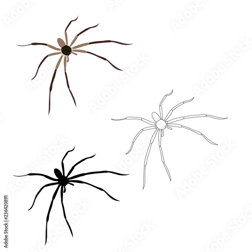 isolated, spider, sketch and silhouette on a white background