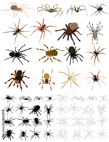 vector, isolated, set, spider collection, sketch and silhouette on white background © zolotons