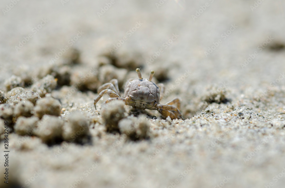 Crabs and sand grains on the beach with blurred background. Crabs and sand grains on the beach with blurred background.