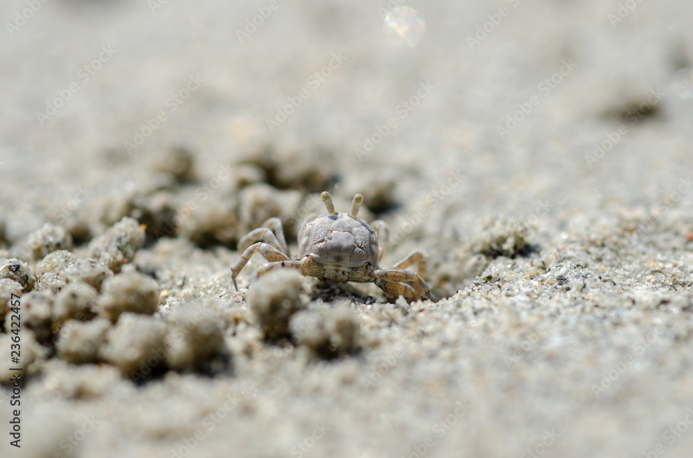 Crabs and sand grains on the beach with blurred background.