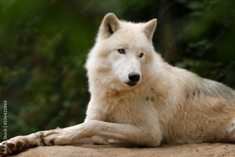 Arctic wolf in nature