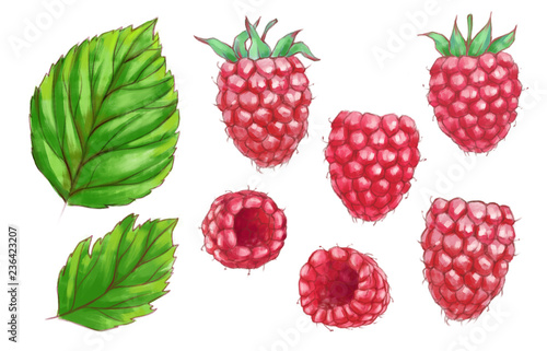 Hand drawn watercolor illustration of the healthy food. Set raspberry isolated on the white background
