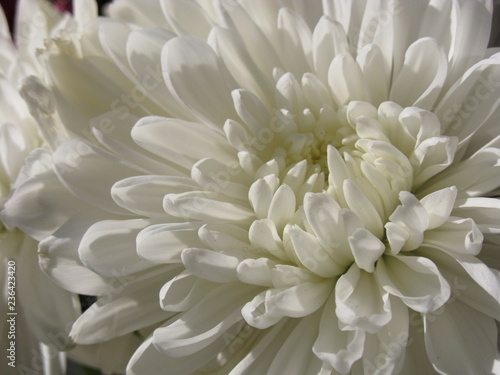 white chrysanthemum close up © Amy
