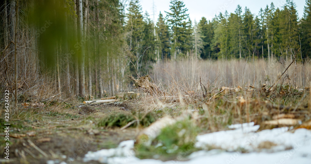 Obraz premium Image of trees and trail with a little bit of snow in forest
