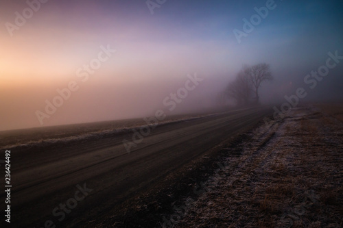 Foggy road and a tree, Ranheim, Norway