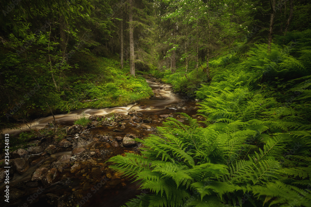 Obraz premium Fern in forest, mountain stream, Jonsvatnet, Norway