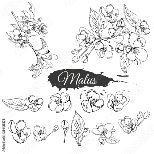Set of blossoming branch of apple tree and abstract spot. Hand drawn sketch of  malus flowers isolated on white background.