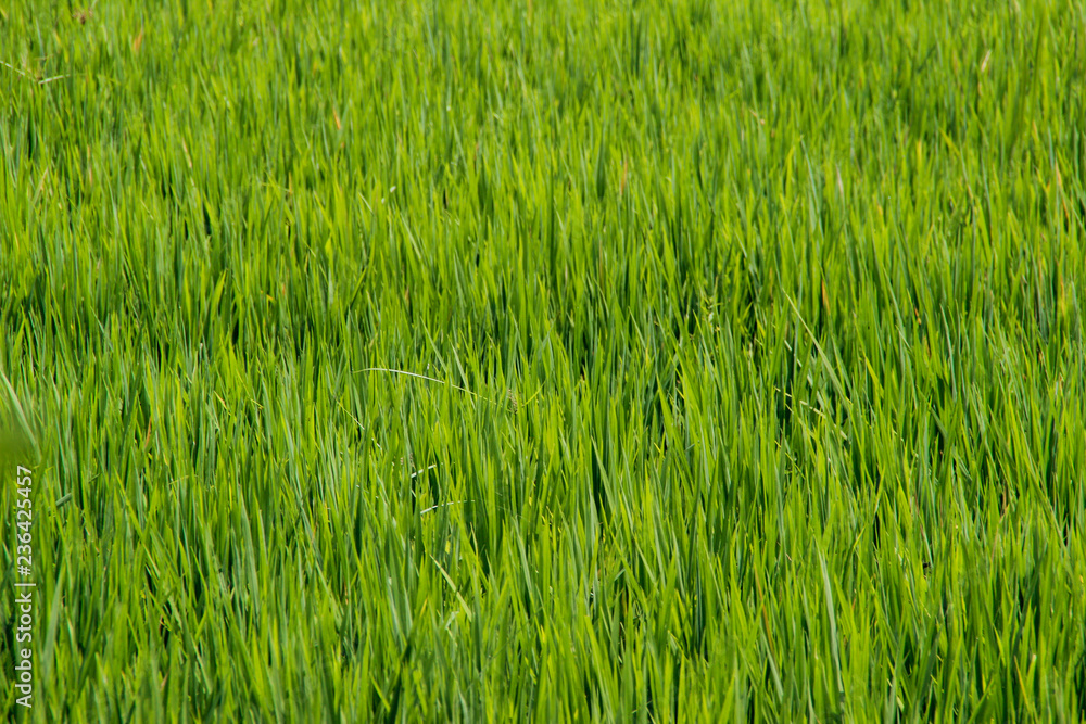 Rice stalks and spikes are photographed in detail. Asian rice Rice stalks and spikes are photographed in detail. Asian rice