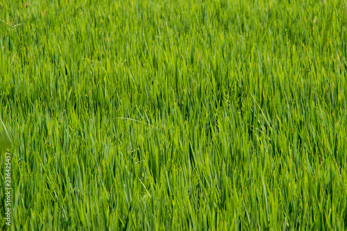 Rice stalks and spikes are photographed in detail. Asian rice