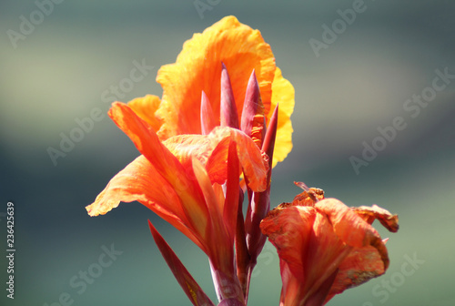 Fioritura e sfioritura di canna lili photo