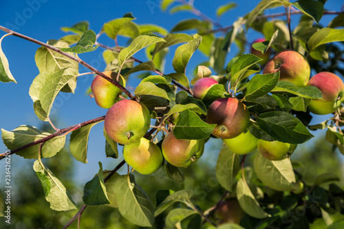 Close-up view of an apple on a tree between leaves under blue sky on a sunny day