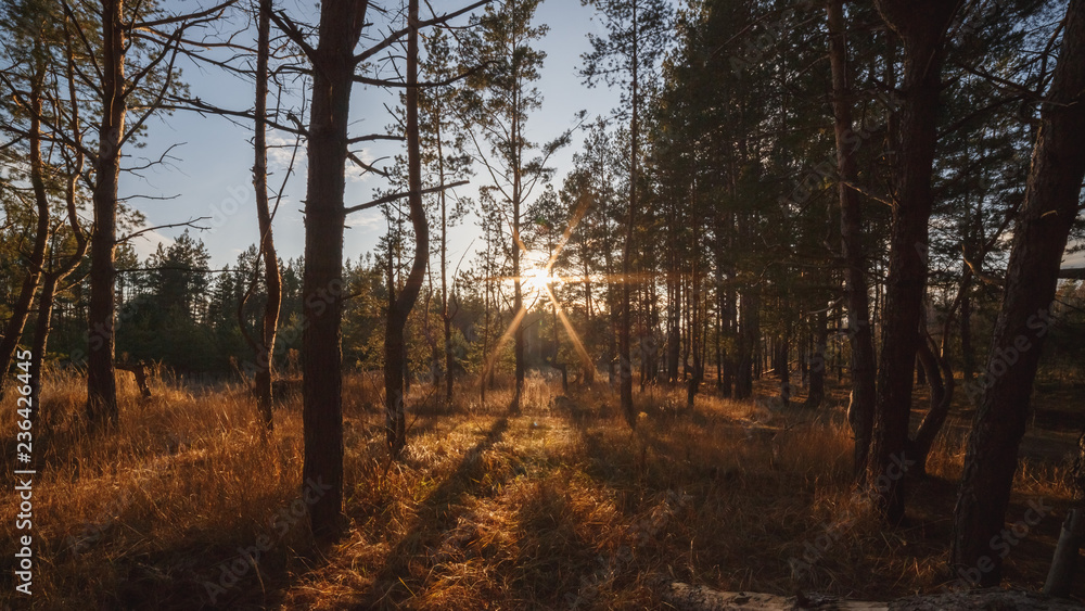 Naklejka premium Pine forest at sunset. Autumn.