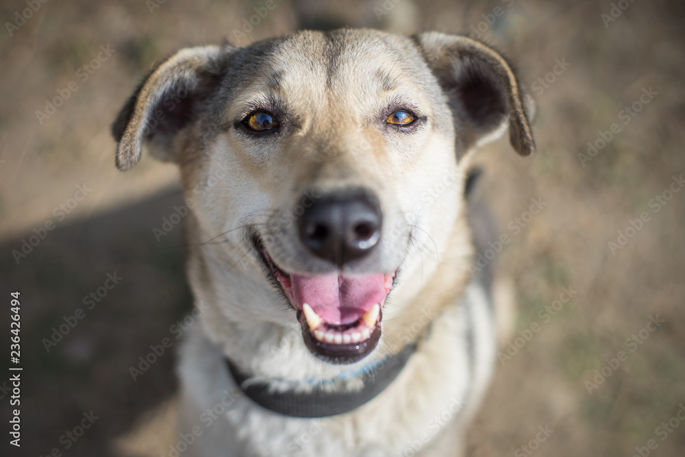 Funny smiling dog looking at the camera Funny smiling dog looking at the camera