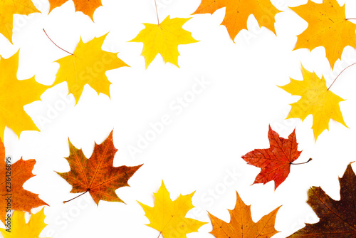 Autumn composition, maple leaves, top view, flat lay. Border made from color falling maple leaves