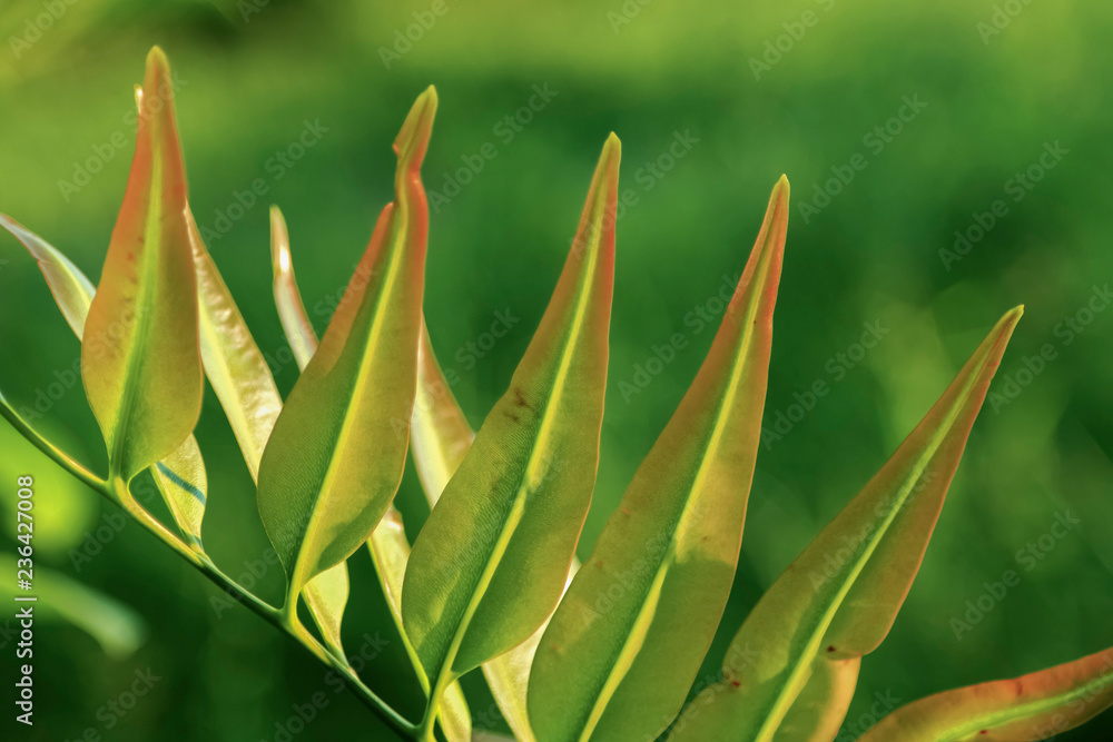 Obraz premium Green theme for background decoration.
