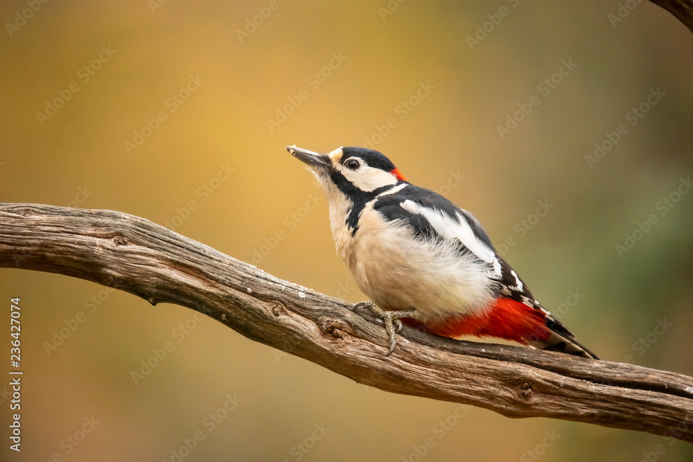Fototapeta premium Great Spotted Woodpecker, Dendrocopos major
