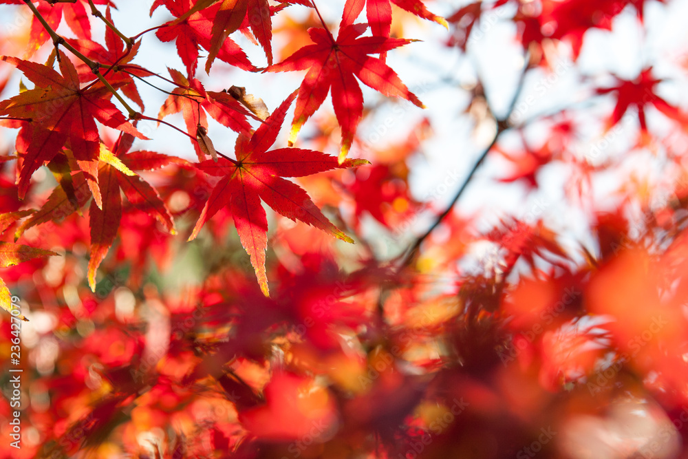Selective Focus of Maple leaf red in autumn season time with copy space on blurred nature background Selective Focus of Maple leaf red in autumn season time with copy space on blurred nature background