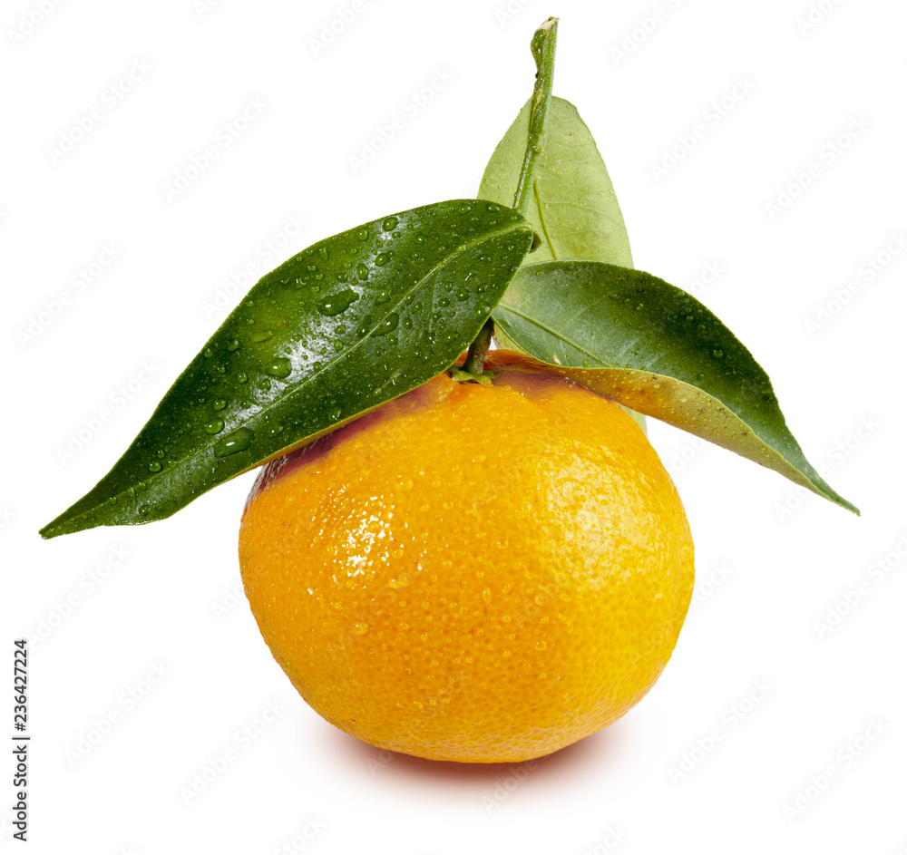 Fresh tangerine with leaves and water drops. Isolated on white background. (Clementinas, Clemenvillas, Satsuma, Octubrina)
