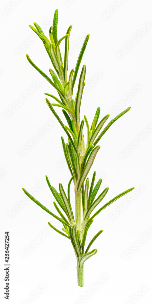 Beautiful and small branch of rosemary. Foreground. Isolated on white background. Beautiful and small branch of rosemary. Foreground. Isolated on white background.