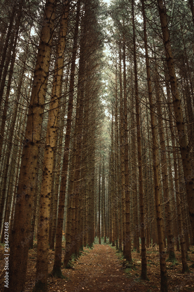 Fototapeta premium High autumn trees in orange