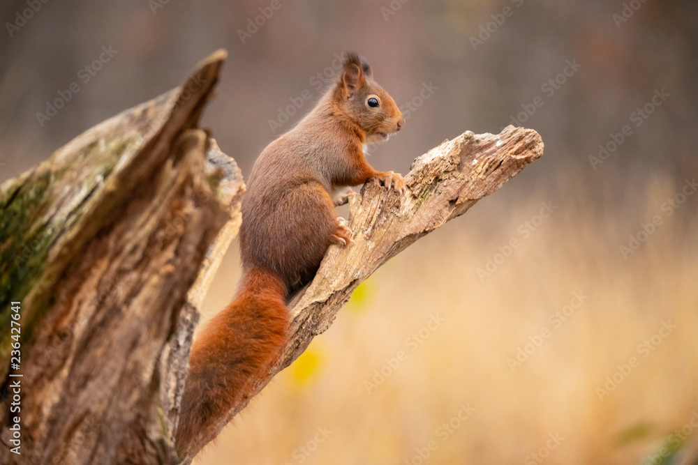 Squirrel, Red Squirrel, Sciurus vulgaris