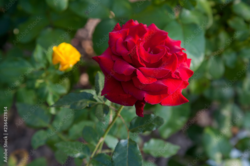 Beautiful red rose growing in the garden. Beautiful red rose growing in the garden.