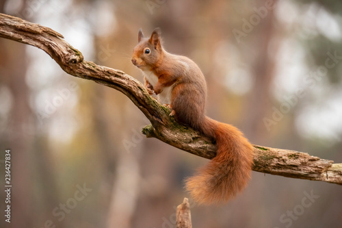 Fototapeta Squirrel, Red Squirrel, Sciurus vulgaris