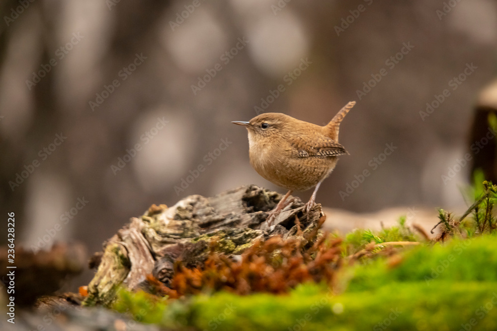 Wren, Troglodytes troglodytes Wren, Troglodytes troglodytes