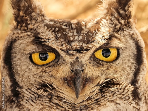 Spitted eagle-owl eyes