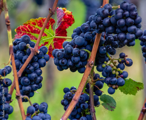 Weintrauben mit Blatt im Herbst
