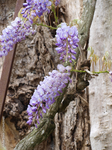 Glycine (Wisteria). Feuilles et inflorescences aux fleurs de couleur bleu violacé photo