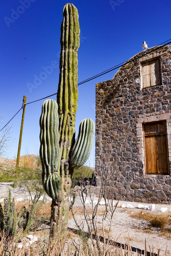 A Cardón Gigante, known as Mexican Giant Cactus (Pachyrereus pringlei) stands in front of the Misión Santa Rosalía de Mulegé in the town of Mulege in Baja California Sur, Mexico photo