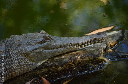 Krokodil in Autralien © badhog
