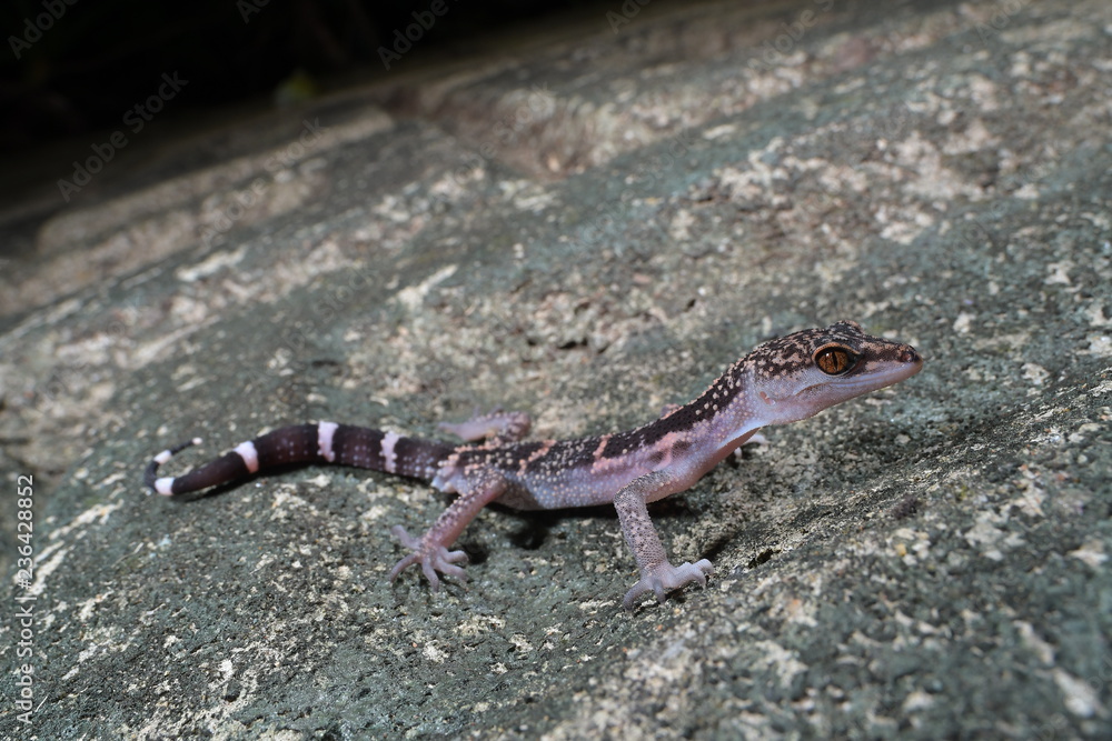Naklejka premium クロイワトカゲモドキ