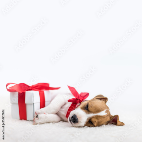 jack russel puppy with red bow and gift box laying on the white bed. Christmas concept © Ivan Kmit