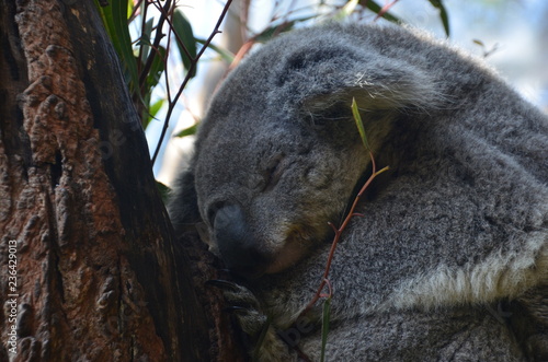 Koala im Baum