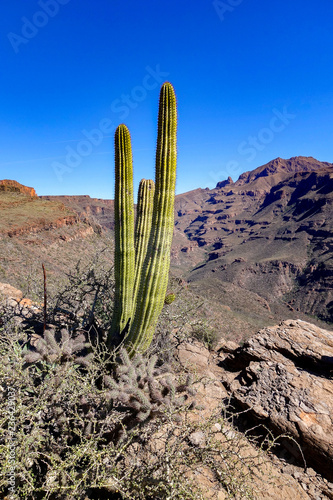 A Cardón Gigante, known as Mexican Giant Cactus (Pachyrereus pringlei) overlooks a rugged mountain gorge in the Sierra de San Francisco near San Ignacio in Baja California Sur, Mexico