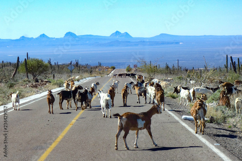 A herd of goats walks along a straight highway road leading down from the Sierra de San Francisco mountains near San Ignacio in Baja California Sur, Mexico