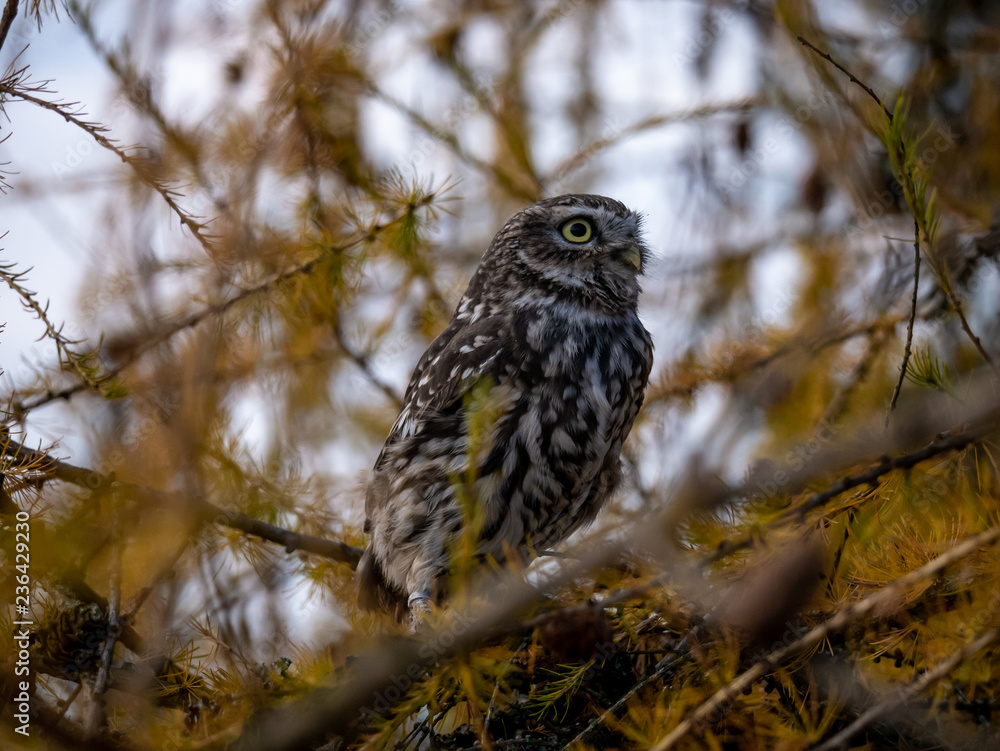 Little owl (Athene noctua) sitting on tree. Blue sky in background. Little owl portrait. Owl sitting on branch. Owl on tree. Little owl (Athene noctua) sitting on tree. Blue sky in background. Little owl portrait. Owl sitting on branch. Owl on tree.