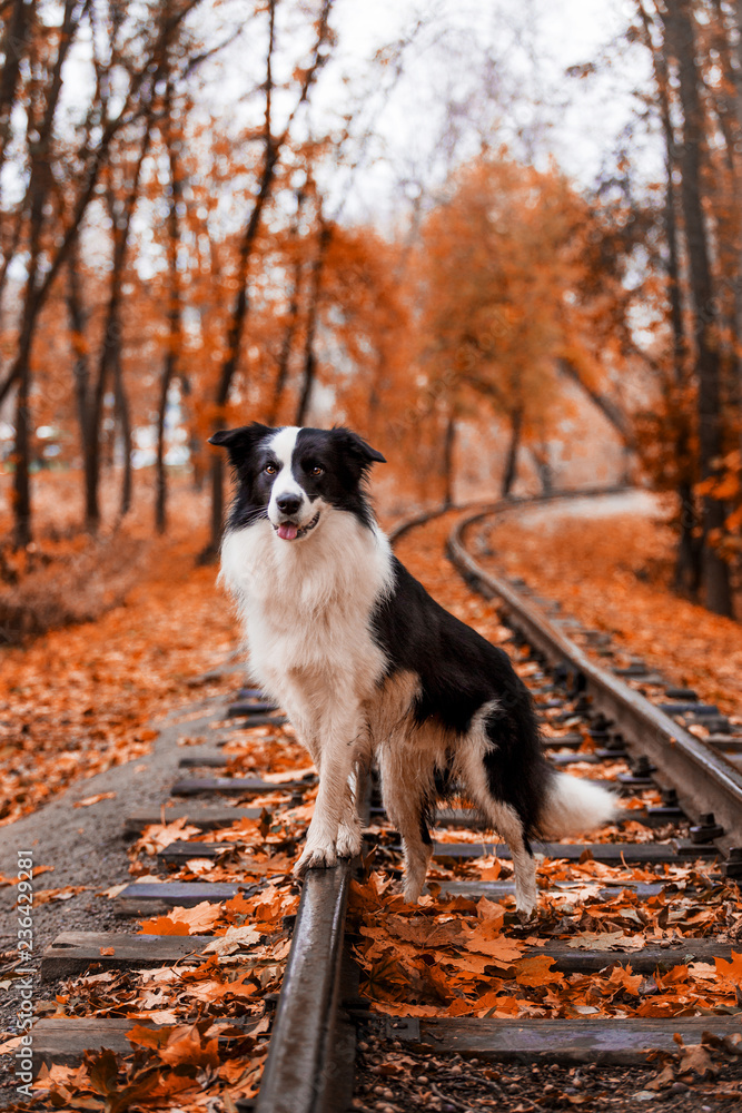 Dog breed Border Collie in the autumn forest