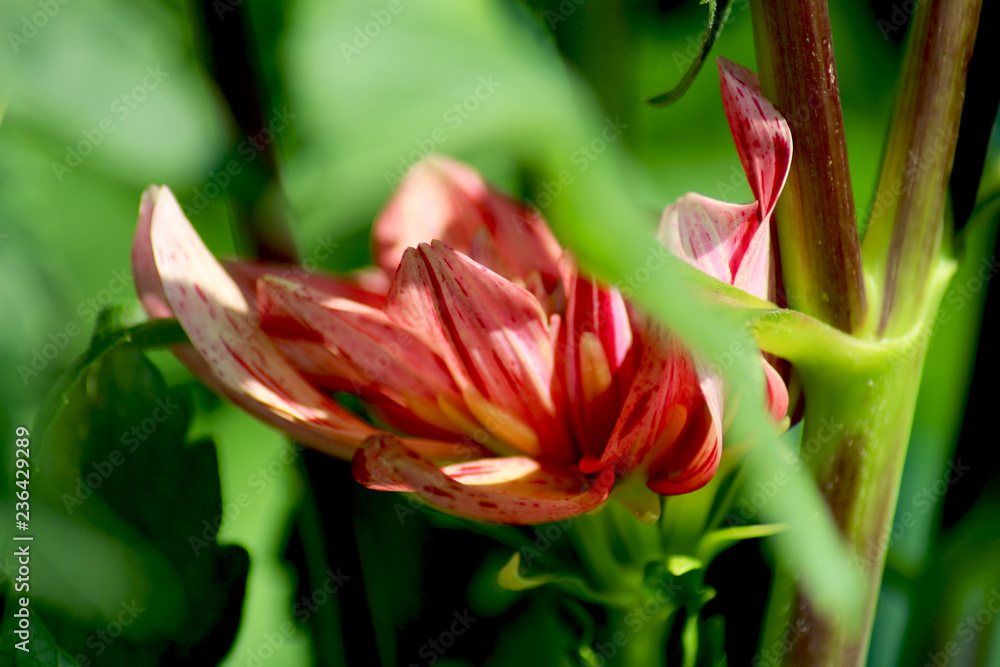 Obraz premium Dalia screziata