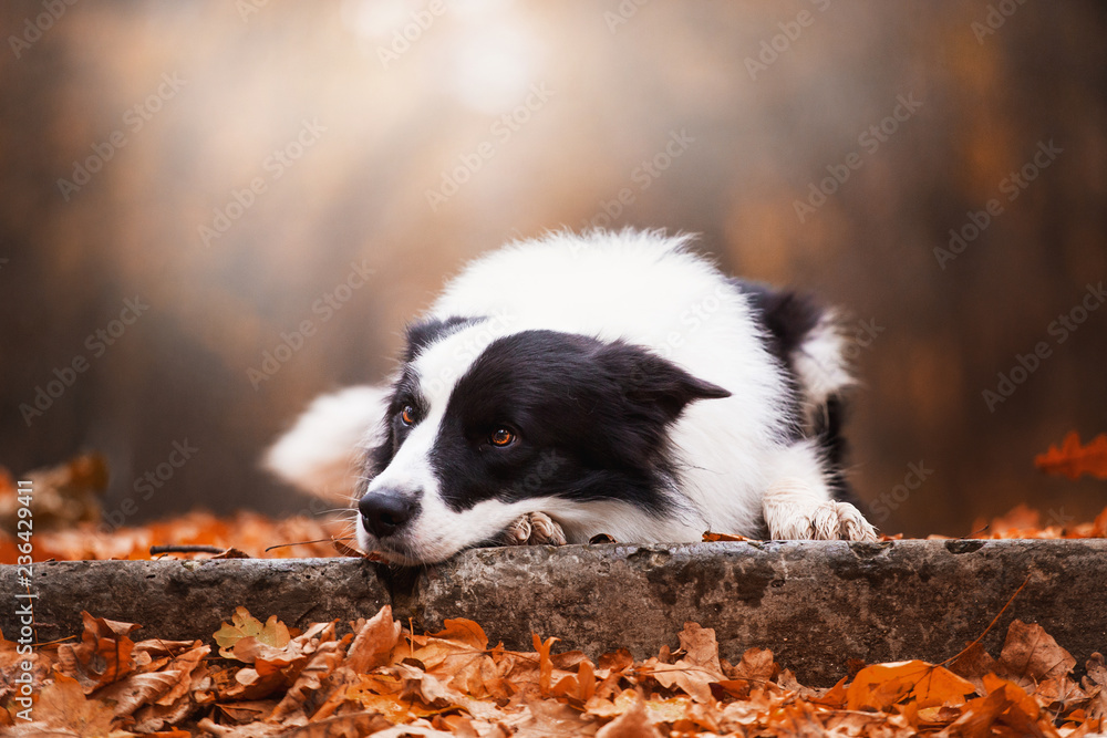 Dog breed Border Collie in the autumn forest Dog breed Border Collie in the autumn forest