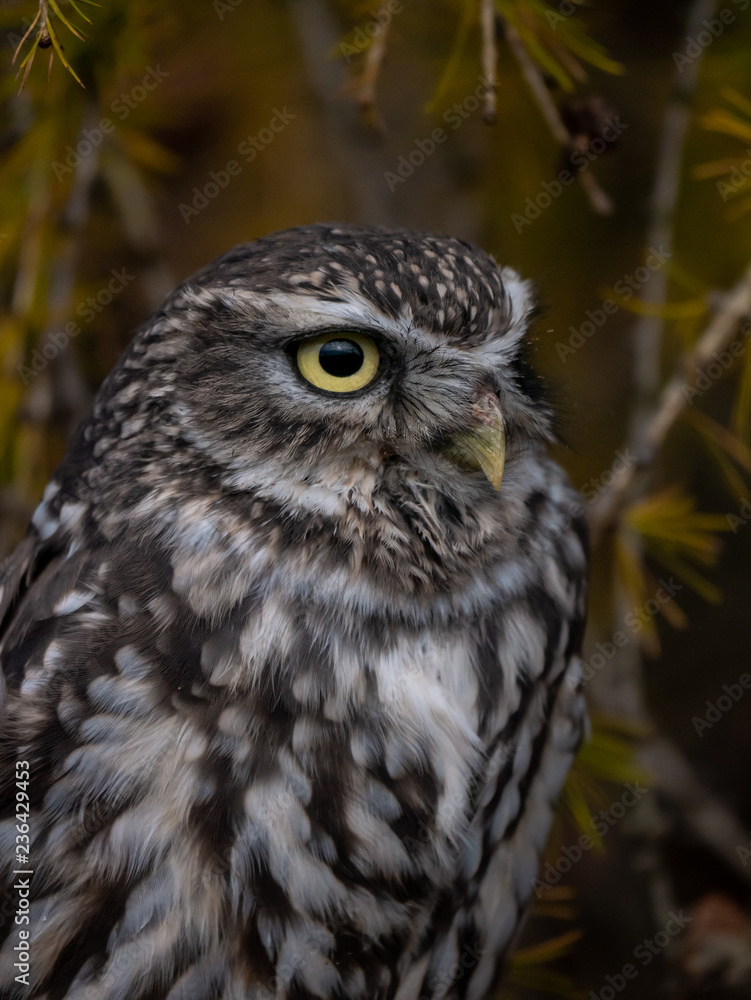 Fototapeta premium Little owl (Athene noctua) sitting on tree. Dark forest in background. Little owl portrait. Owl sitting on branch. Owl on tree.
