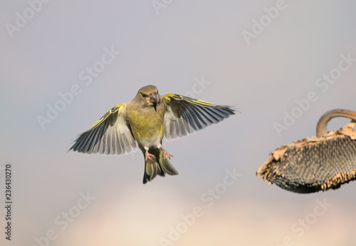 Verdone comune in volo sul girasole (Chloris chloris)