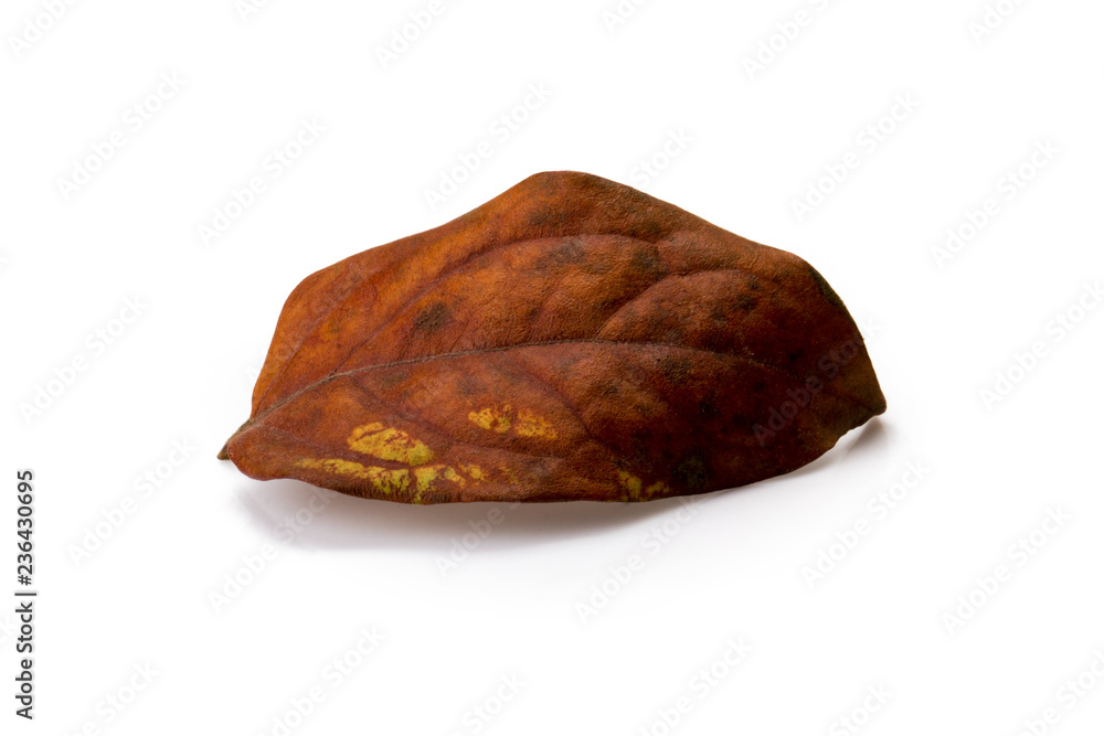 Lemon fruit dried leaves isolated white background Lemon fruit dried leaves isolated white background