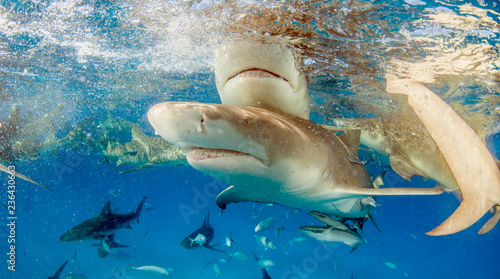 Lemon shark at the Bahamas © Michael Bogner