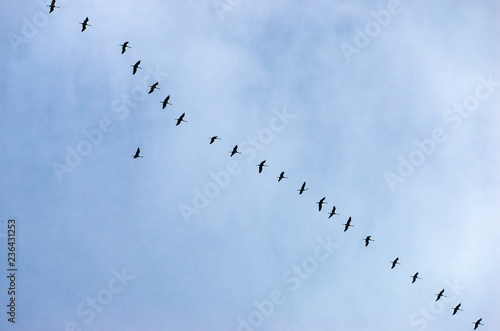 Flock of storks in blue sky flying in a row